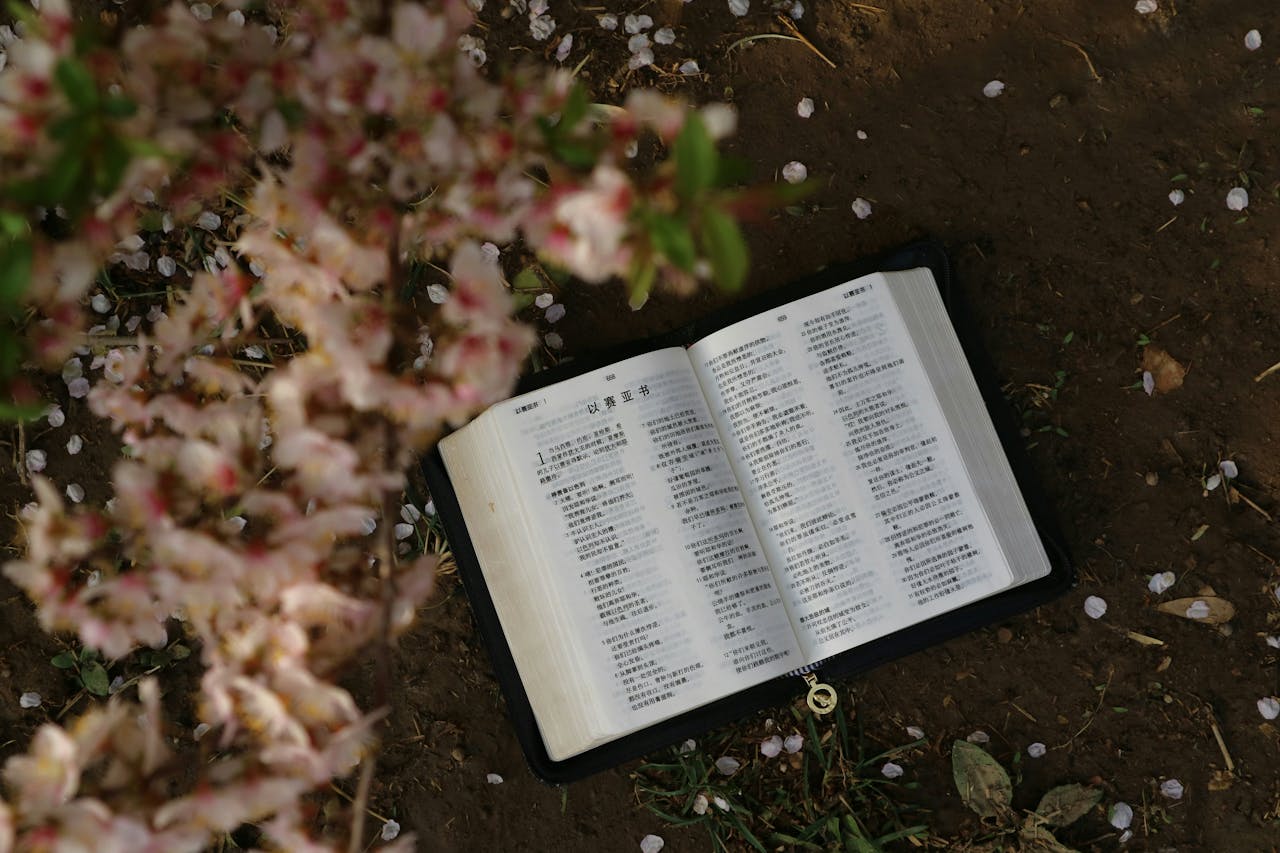 Home An open book with Asian text lies under pink cherry blossoms outdoors.